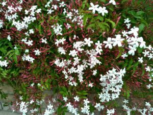 ハゴロモジャスミン2