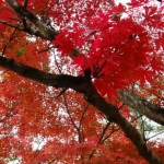 紅葉 ｜ 風船のレイキ