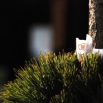 a0027_000260 門松のイメージフォト