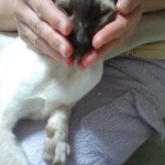 猫へのレイキヒーリング１の画像