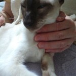 猫へのレイキヒーリング2の画像