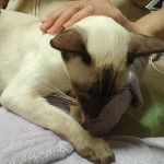 猫へのレイキヒーリング３の画像