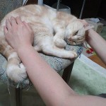 猫へのレイキヒーリング４の画像