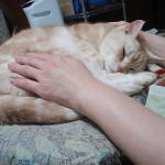 猫へのレイキヒーリング５の画像