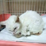 レイキ遠隔ヒーリング1週間後のケロちゃん