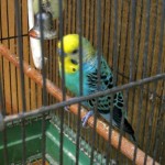 セキセイインコ　ヴィヴィ君