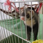 フェレット千代ちゃん