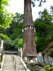 大杉のご神木