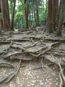 木の根道