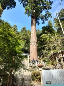 由岐神社のご神木の大杉
